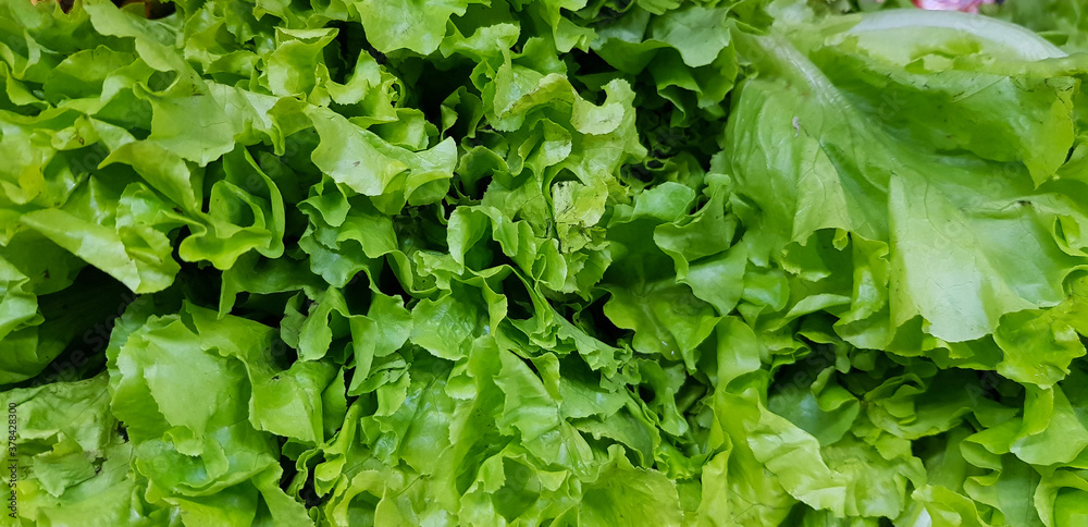 fresh bunch of lettuce leaves in vegetable market for sale fresh bunch of lettuce leaves in vegetable market for sale