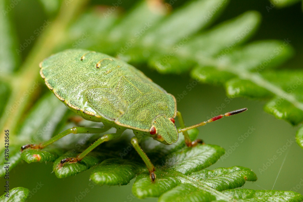 insecte punaise verte insecte punaise verte