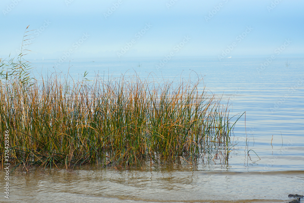 Grass grown in the water of the bay with blue water on the background of clear sky Grass grown in the water of the bay with blue water on the background of clear sky