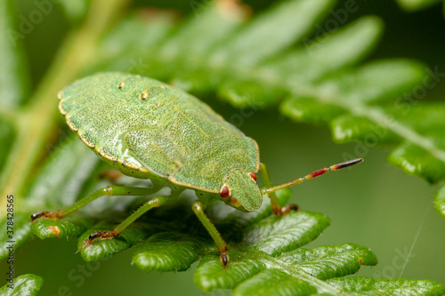 insecte punaise verte 