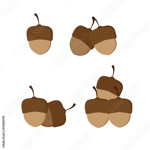 Isolated brown acorns on white background. Flan vector illustration.