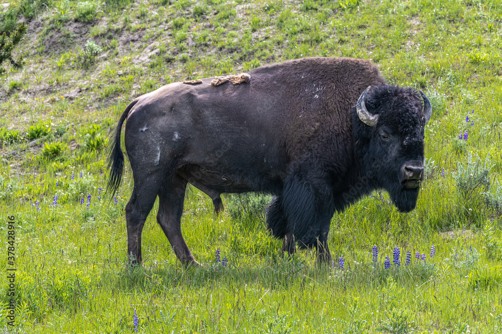 Grazing Bison at Yellowstone National Park