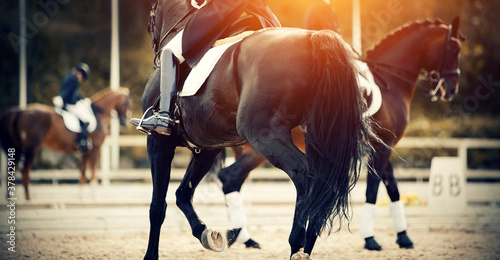 Equestrian sport. Dressage of horses in the arena.