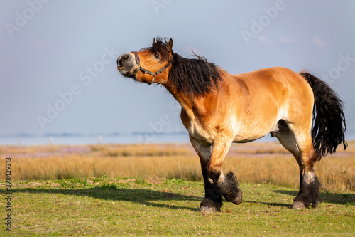 Horse on the salt meadows on the East Frisian island Juist, Germany. © DirkR
