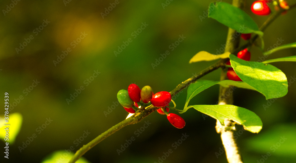 Fototapeta premium Woody Nature Shots