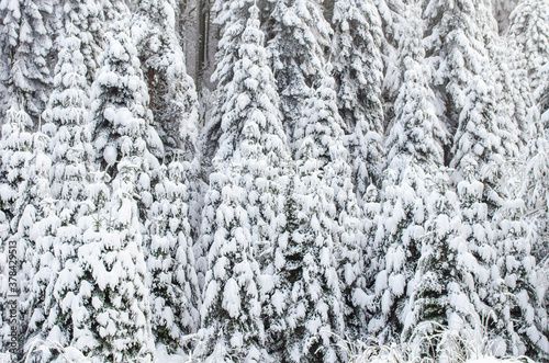 Green spruce branches covered with snow. Snow-covered coniferous forest. Selective focus, copy space. Winter botanical background. Merry christmas and happy new year concept.