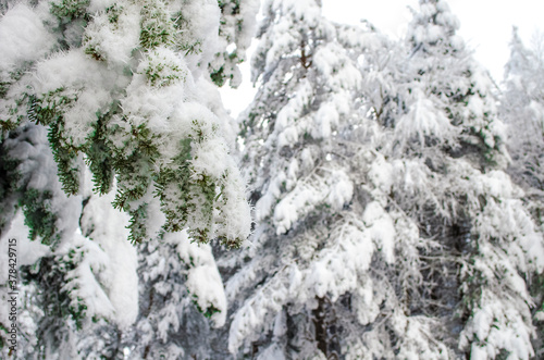 Green spruce branches covered with snow. Close-up. Snow-covered coniferous forest. Selective focus, copy space. Winter botanical background. Merry christmas and happy new year concept.