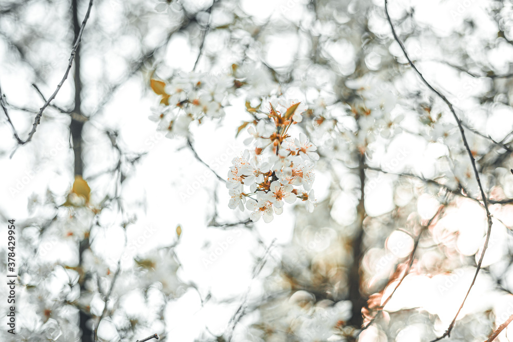 White tree flowr with orange accent