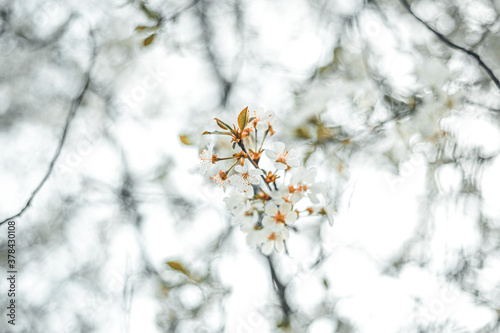 White tree flowr with orange accent