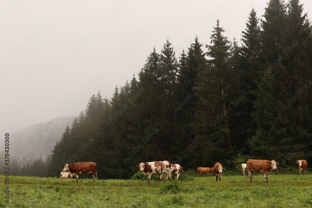 grasende kühe herde mit nebel im wald