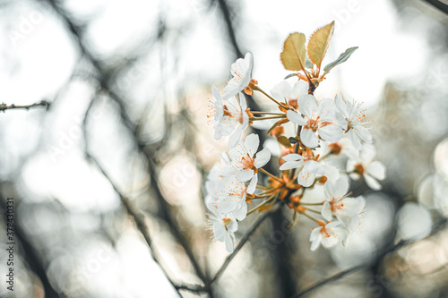 White tree flowr with orange accent