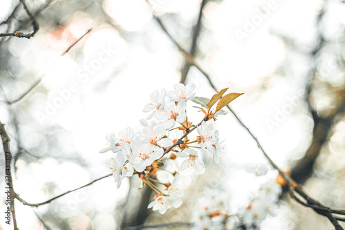 White tree flowr with orange accent photo