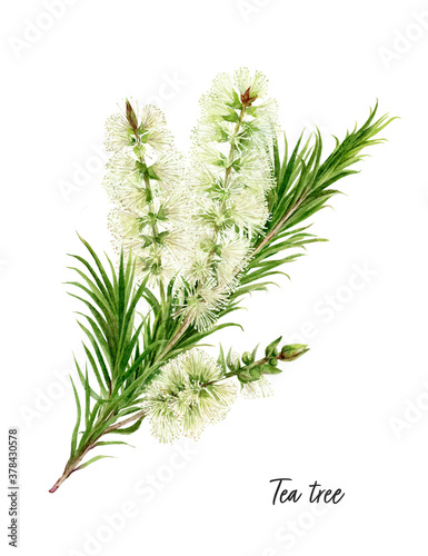 Tea tree watercolor illustration isolated on white background photo