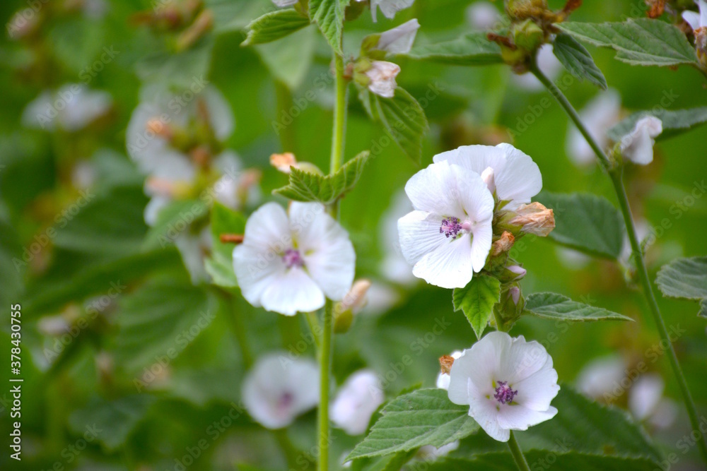 Rosa Malve Rosa Malve