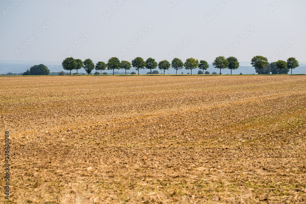 Several trees aligned in the horizon somewhere in Germany.