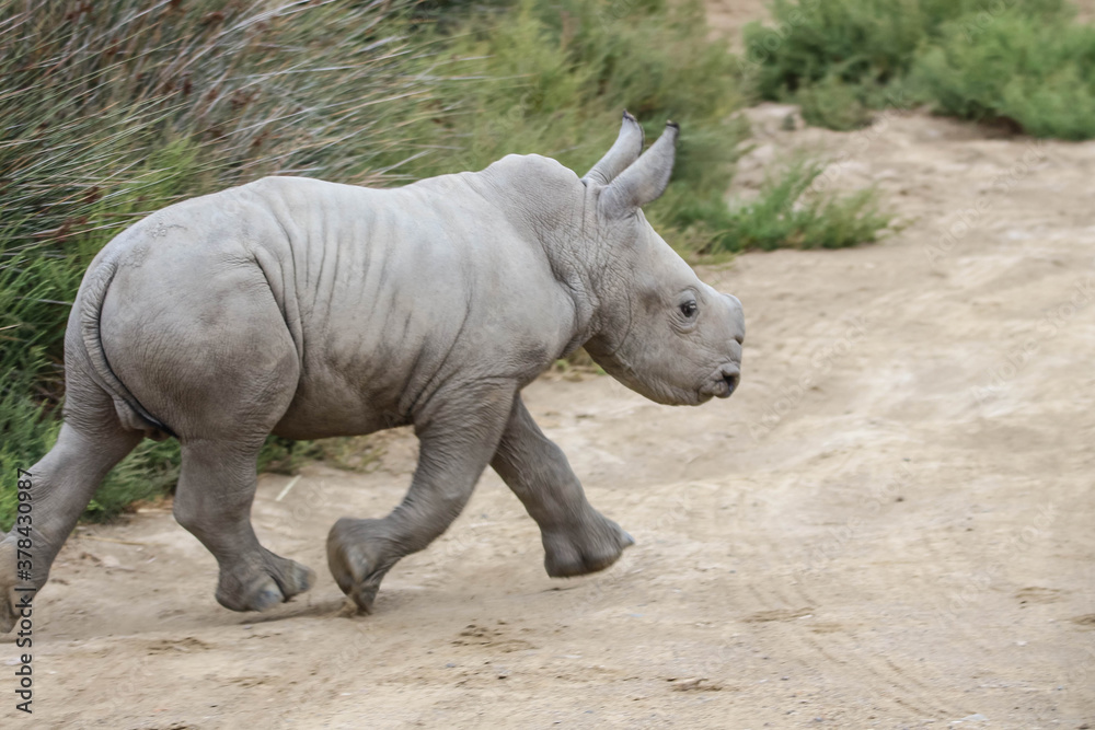 Fototapeta premium Rhinocéros