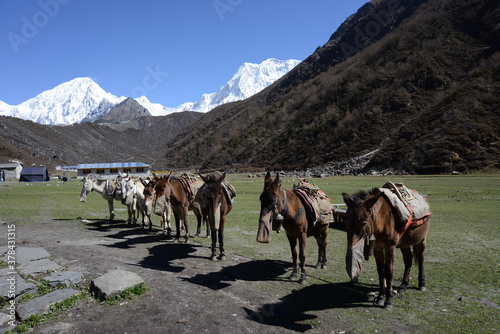 A pack of horses feeding, on a high plateau in Nepal, with snow covered Himalayan peaks in the background, on a bright sunny day with vivid blue skies