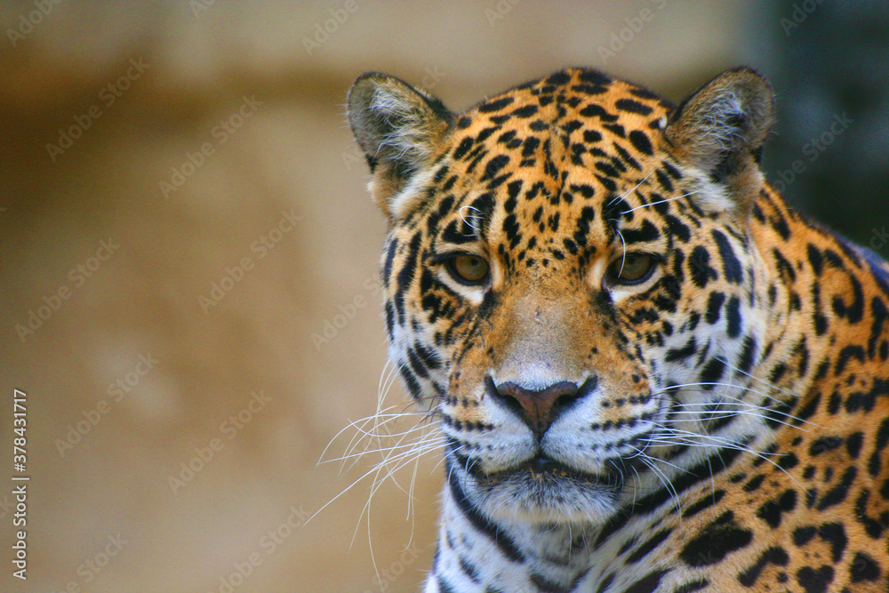 Obraz premium Jaguar