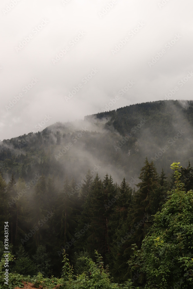 Wald im Nebel mit Bergen im Hintergrund