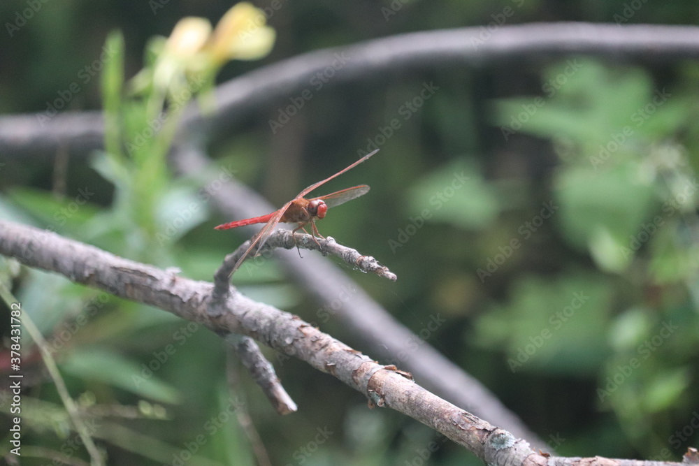 dragonfly on a branch dragonfly on a branch