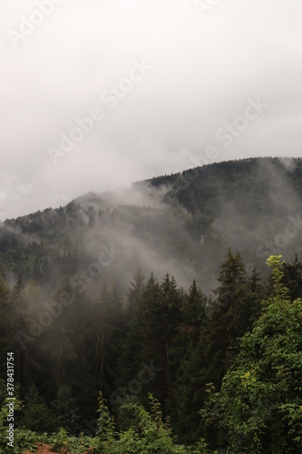 Wald im Nebel mit Bergen im Hintergrund