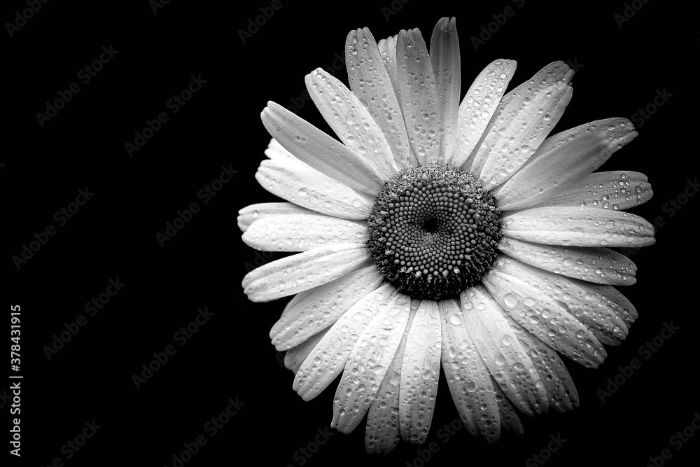 Marguerite Marguerite
