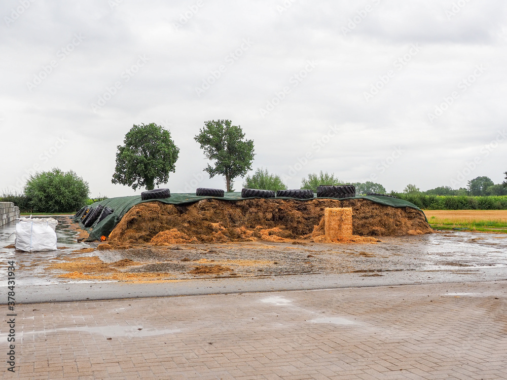 on large area is a large pile of silage under a green tarpaulin on large area is a large pile of silage under a green tarpaulin