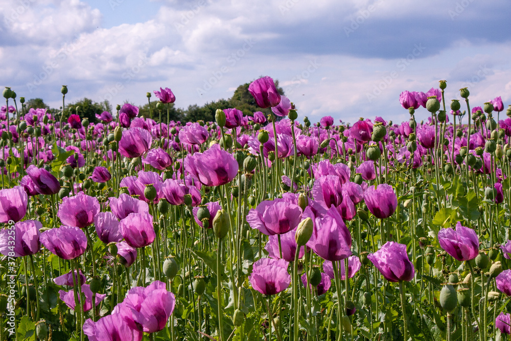Naklejka premium Mohnblumenfeld mit lilafarbenem Mohn