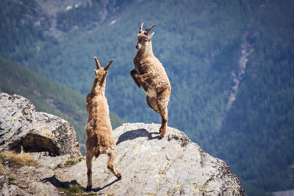 Wild ibex fighting on the rock. Italian Alps. Gran Paradiso National Park, Italy Wild ibex fighting on the rock. Italian Alps. Gran Paradiso National Park, Italy