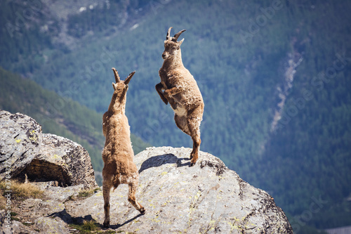 Wild ibex fighting on the rock. Italian Alps. Gran Paradiso National Park  Italy
