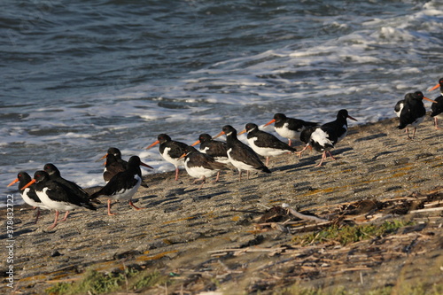 a group oystercatchers at the waterline of the westerschelde at the sea wall with high tide in summer