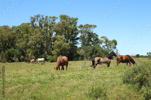 Specimens of Creole horse typical of Uruguay, Argentina, Chile and Brazil