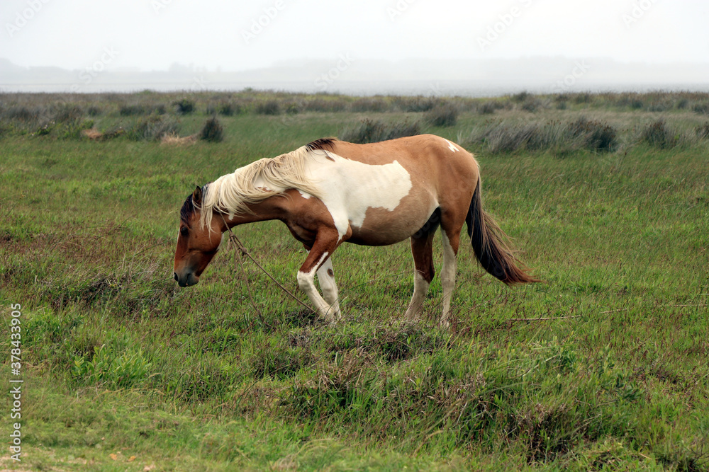 Specimen of Creole horse typical of Uruguay, Argentina, Chile and Brazil Specimen of Creole horse typical of Uruguay, Argentina, Chile and Brazil