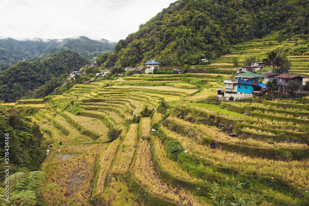 luzon rice field Philippines