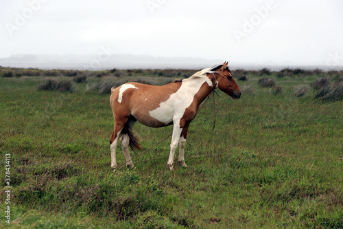 Specimen of Creole horse typical of Uruguay, Argentina, Chile and Brazil