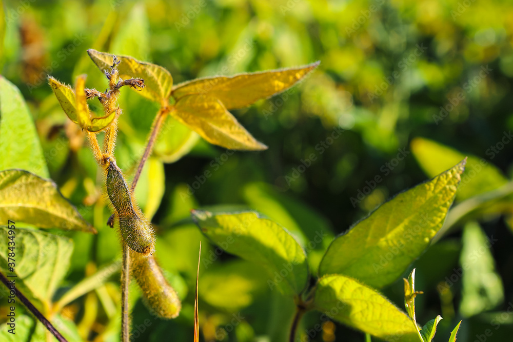 Soybean fields. Ripe yellow soybean pods at sunrise. Blurred background. The concept of a good harvest. Macro Soybean fields. Ripe yellow soybean pods at sunrise. Blurred background. The concept of a good harvest. Macro
