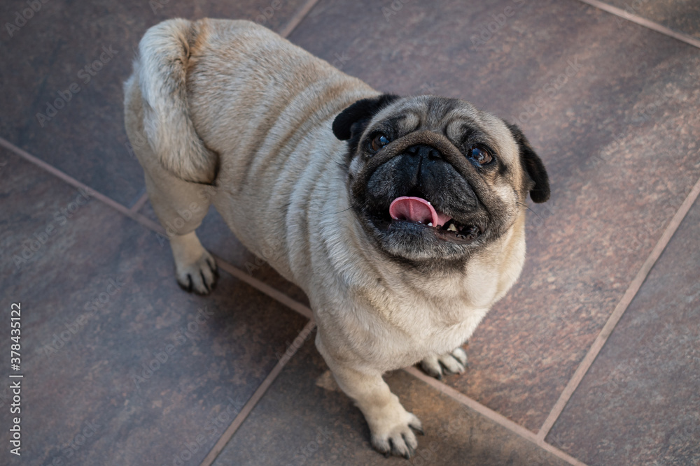Pohto of a cute and happy Pug dog