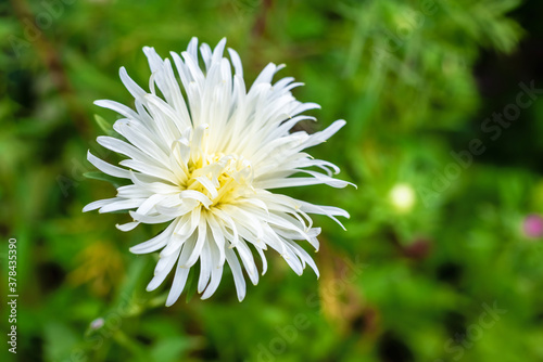 White chrysanthemum flower on a blurry background.