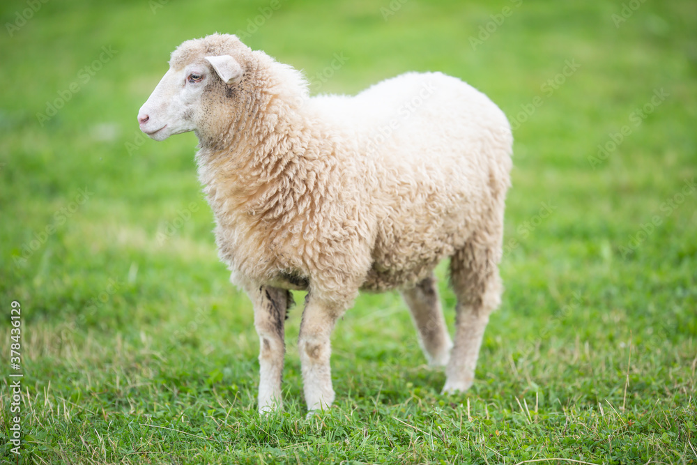 Fototapeta premium Clean white sheep on a green meadow during a pasture