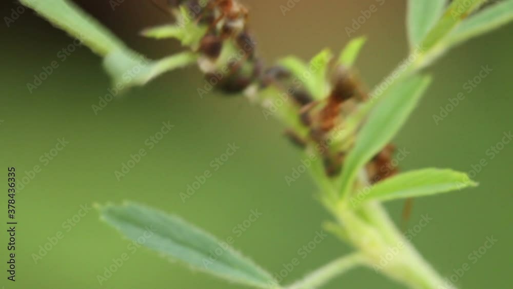 garden ants guard the black aphid colony. macro shooting garden ants guard the black aphid colony. macro shooting
