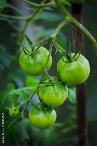 Green tomatoes on branch of in greenhouse. Agriculture concept