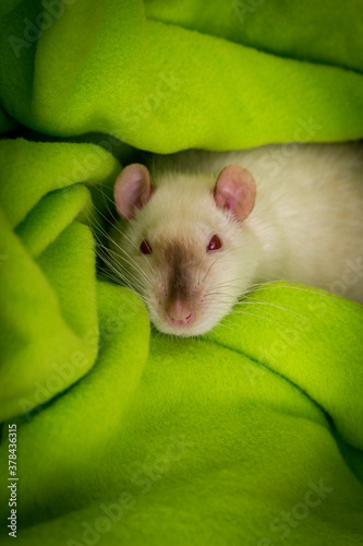 Fancy Pet Siamese Rat