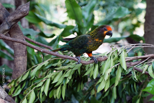 Bilde på lerret the red-fronted shiny lori is a bird of the parakeet family