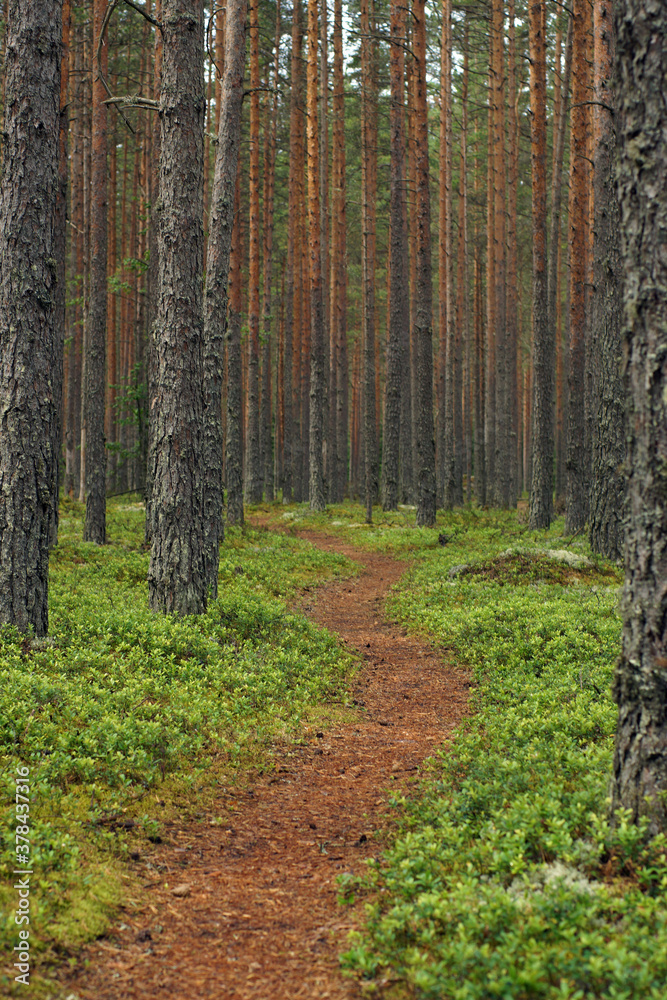 Path in pine forest among large flat tree trunks, vertical frame Path in pine forest among large flat tree trunks, vertical frame