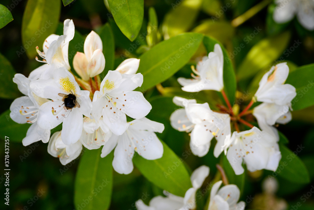 Fototapeta premium White ornamental flowers of rhododendron frangipani.