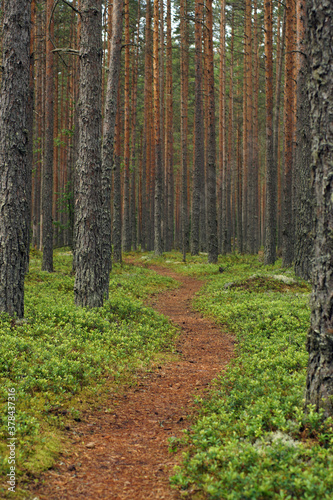 Path in pine forest among large flat tree trunks  vertical frame