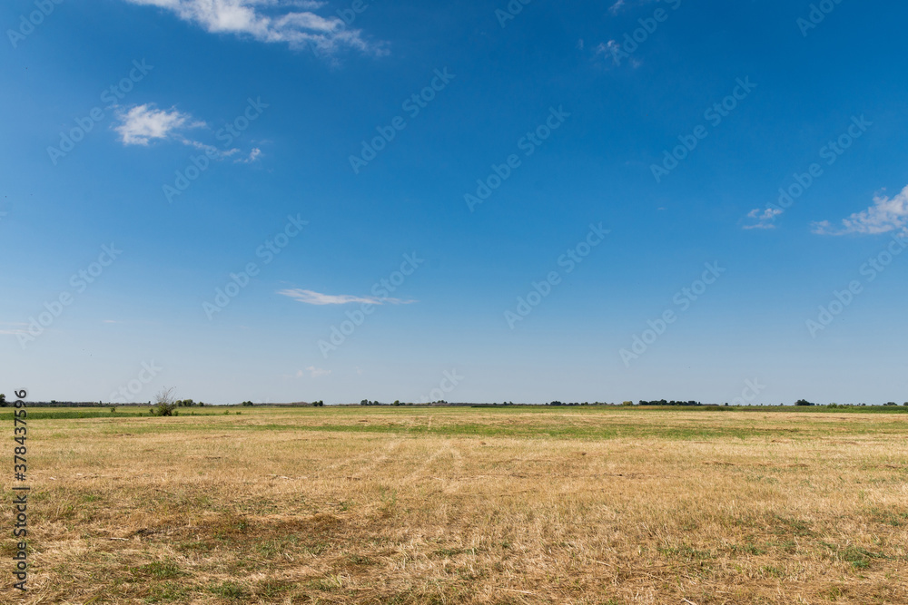 Landscape with clean field after harvesting the crop. Clean blue sky on the background