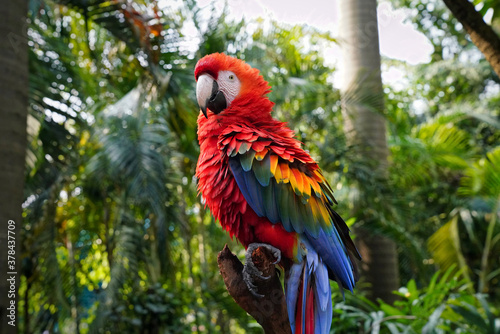 a red-and-blue spotted macaw sits on a tree branch © Sergey Fomin