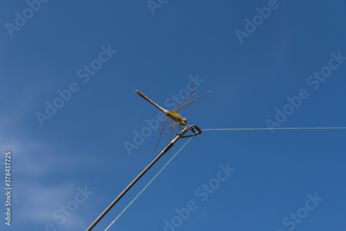 Closeup photo of the brown dragonfly Odonata Fabricius against clean blue limitles sky. Dragonfly is sitting on the tip of a fishing rod. © Дмитрий Березнев