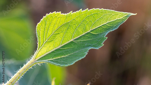 A single sunflower leaf beautifully illuminated by the sun.Veins on the leaves and villi on the stem are visible.